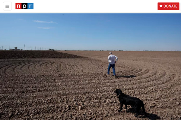 NPR article screen capture thumbnail