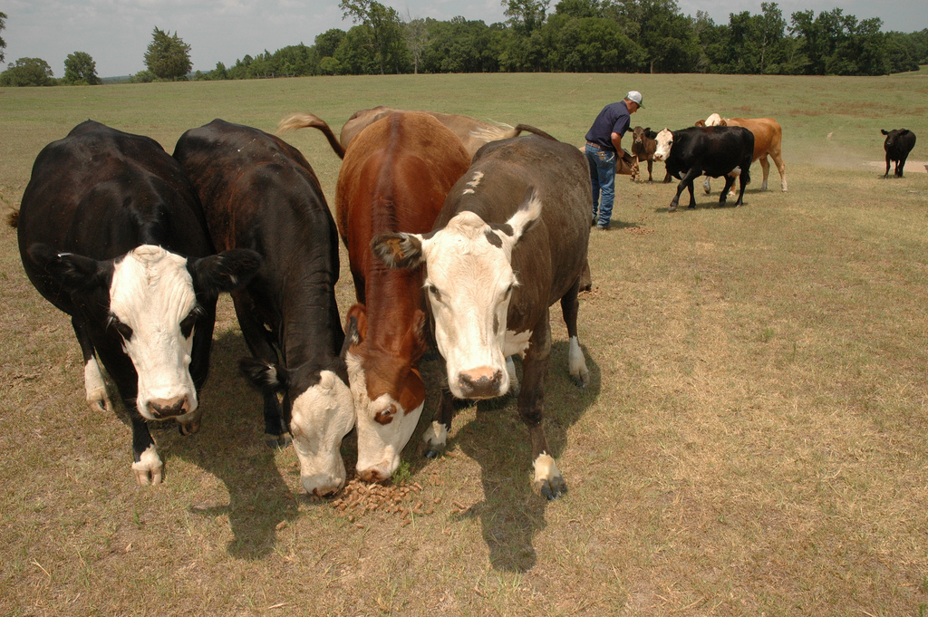 Southern Drought Tests Cattle Industry