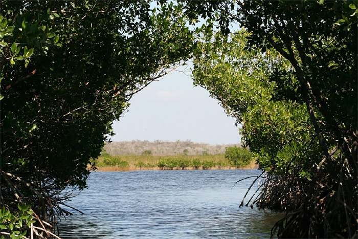 Mangrove