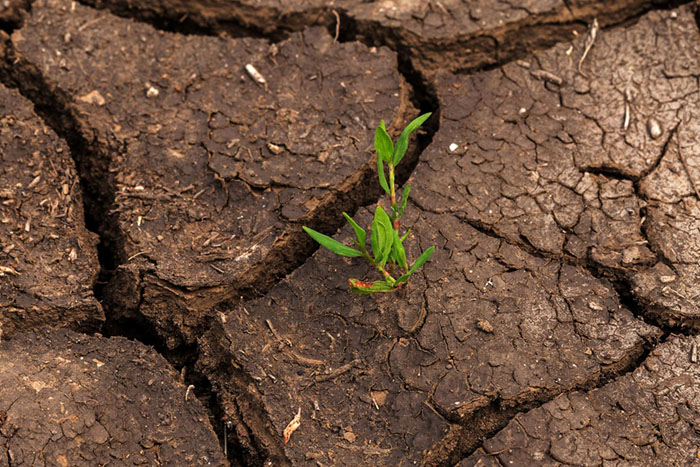 Green shoot in cracked soil