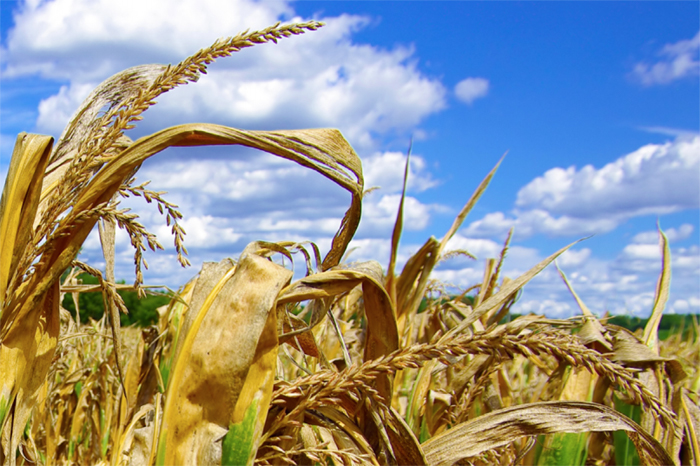 Parched corn