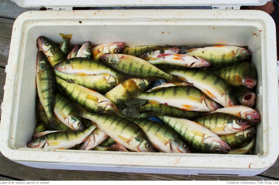 Cooler with perch