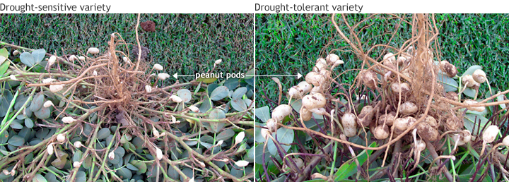 Peanut pod comparison