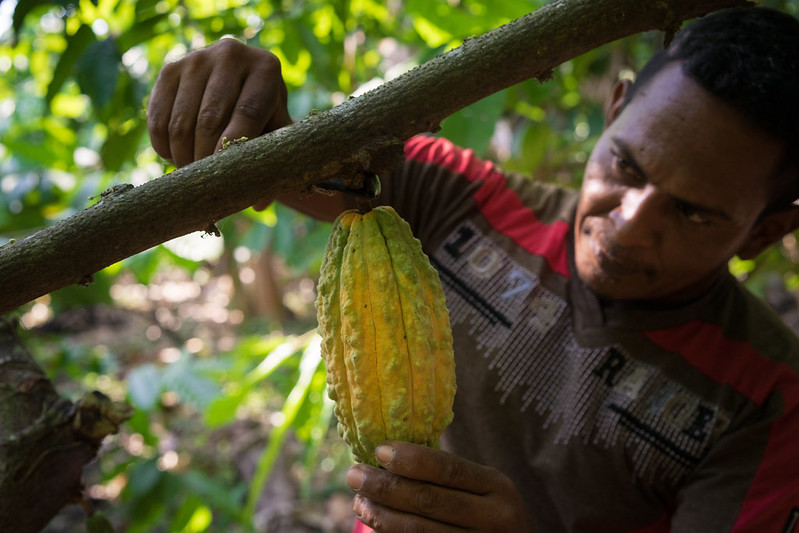 Cacao pod cutting