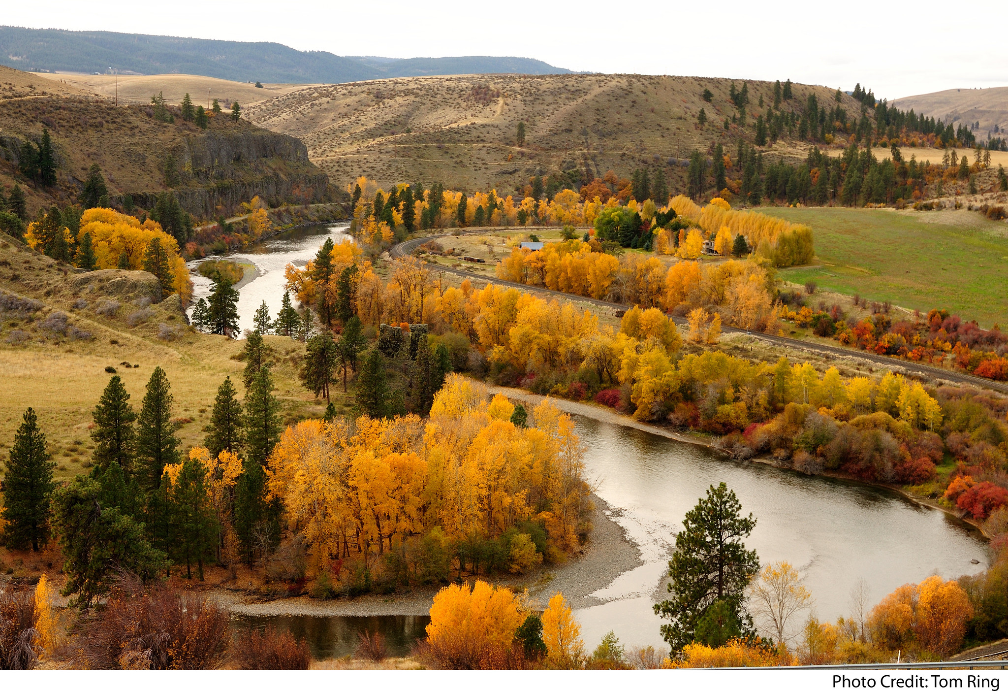Trees along river