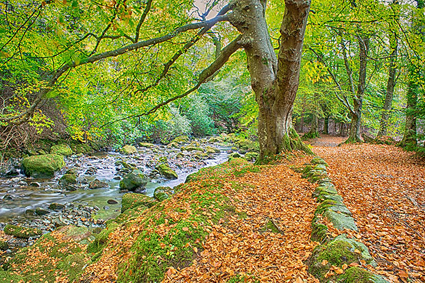 Leaf litter near water body