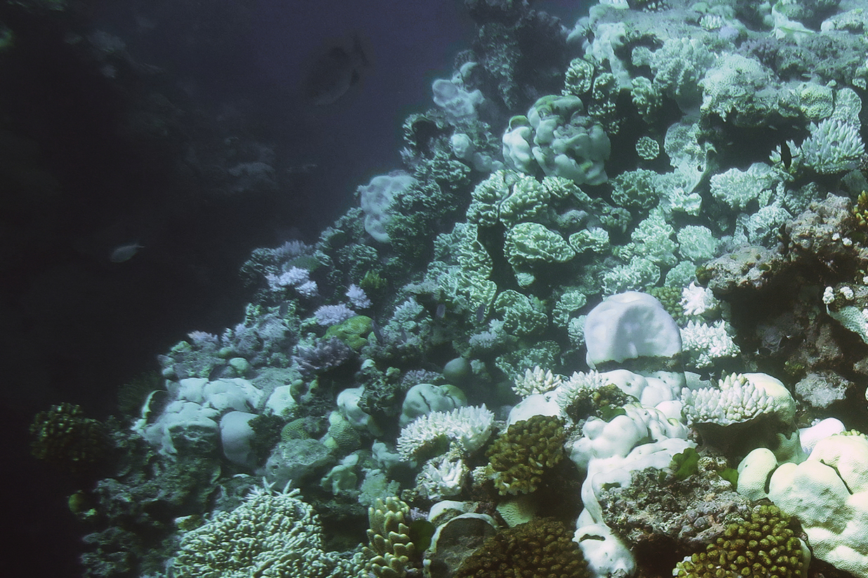 Bleached coral