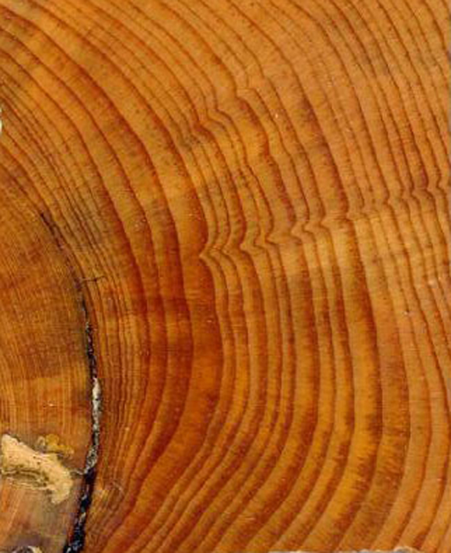 Tree rings