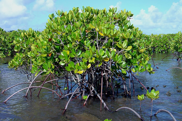 Mangrove