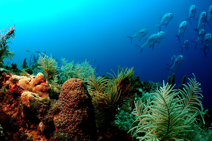 Coral reef