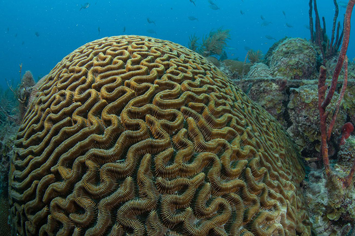 Coral at Dry Tortugas