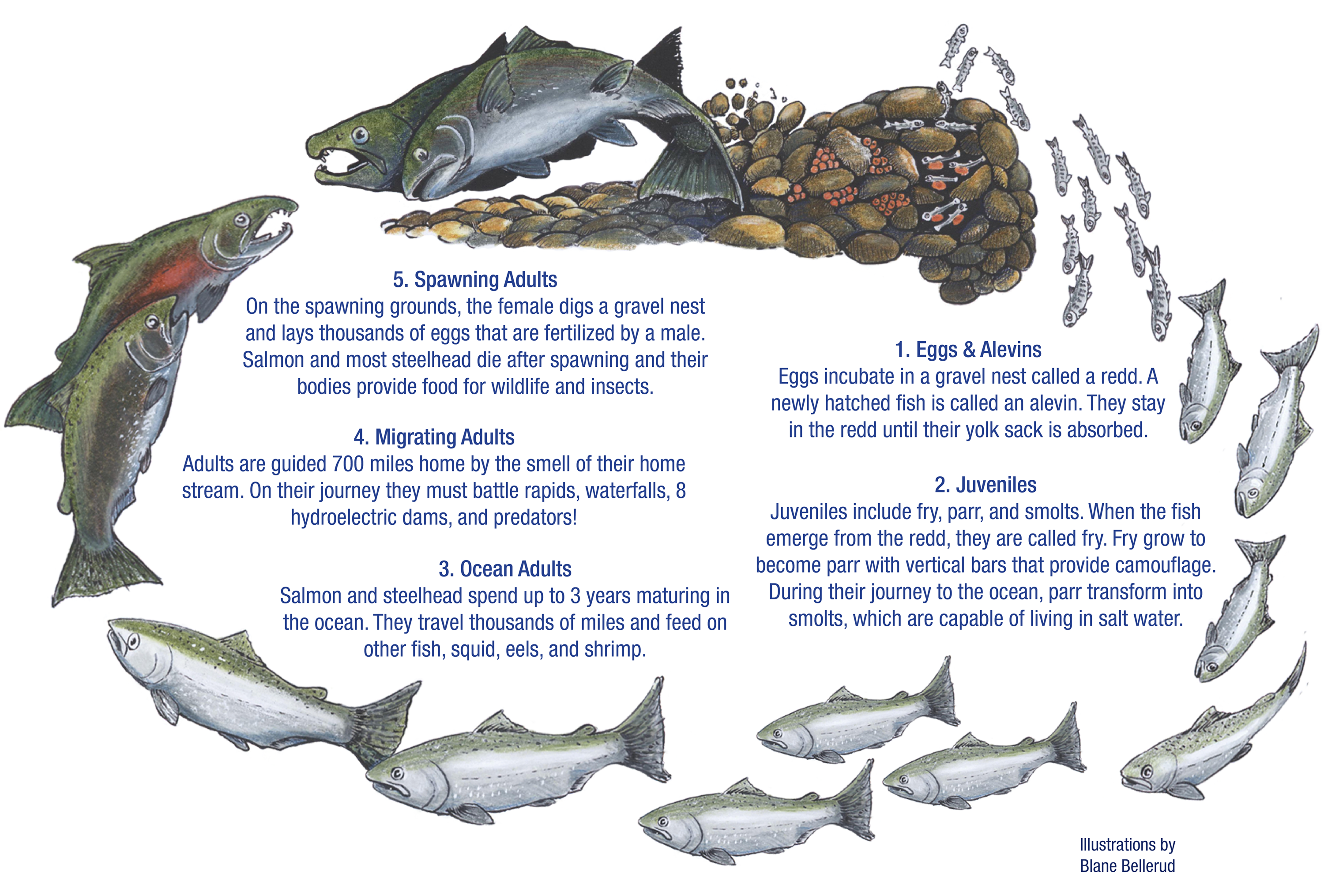 Salmon life cycles from egg to spawning adults
