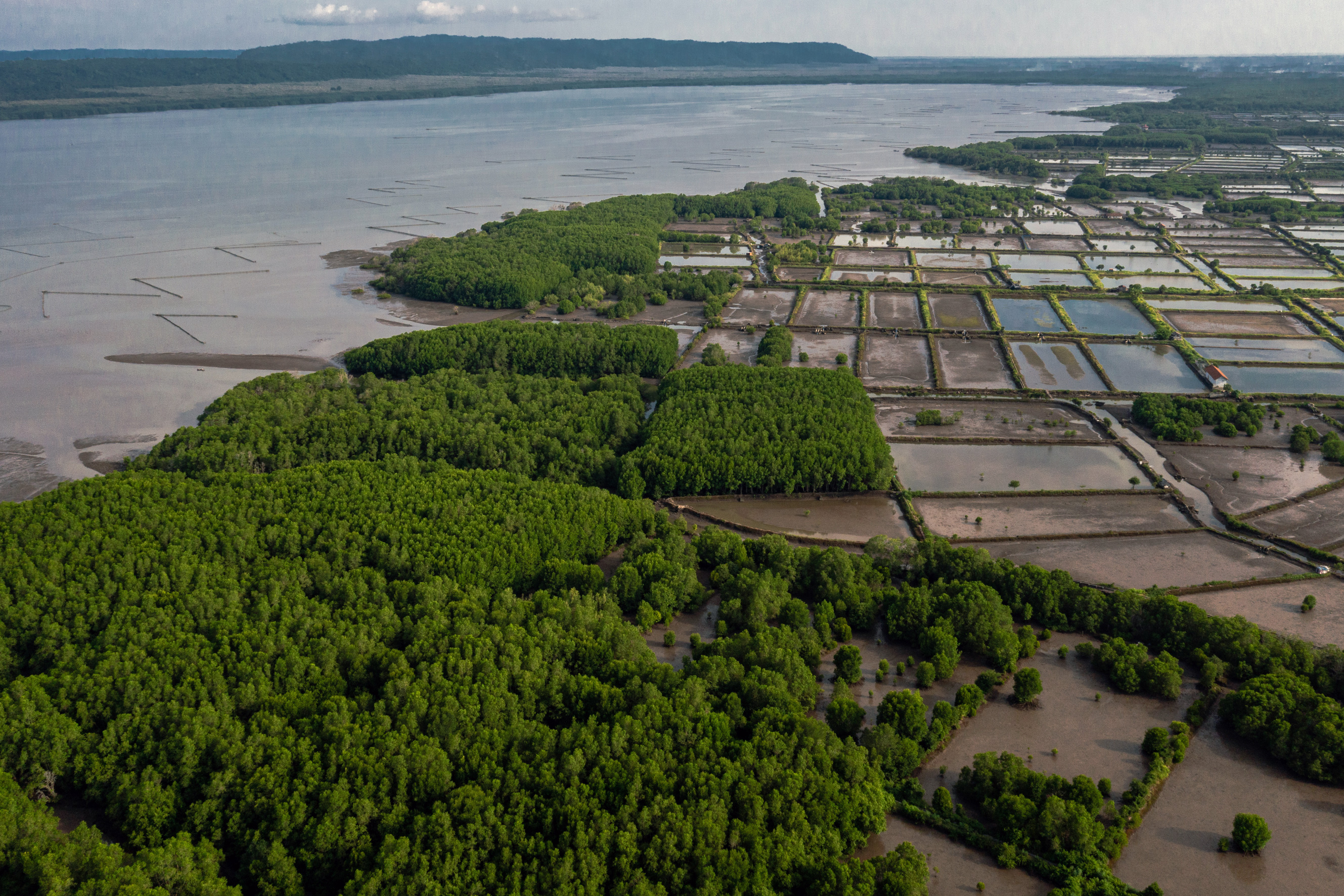 Aerial view of coastal area of East Java showing mangrove forests interrupted by shrimp ponds