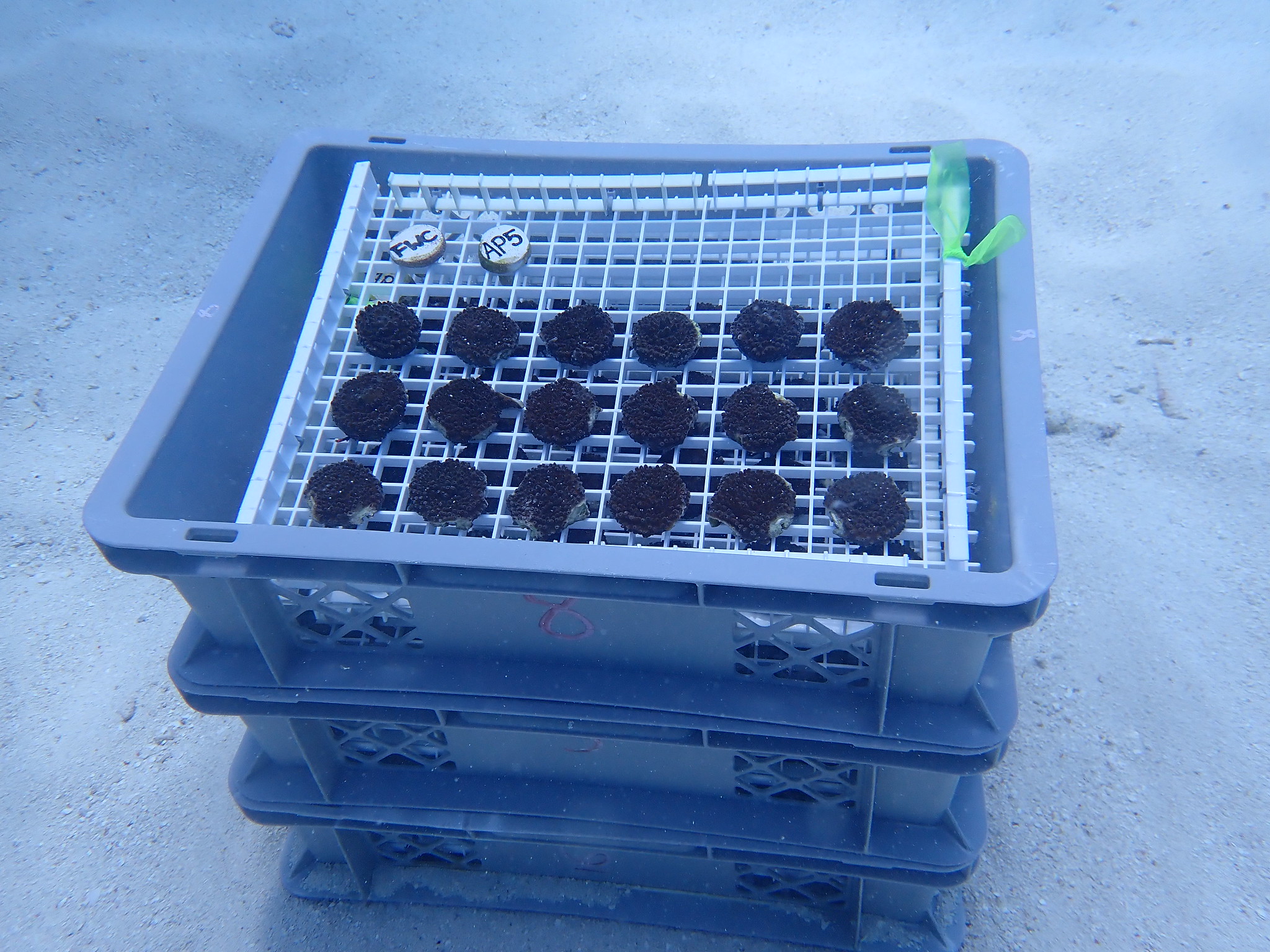 Trays of coral pucks on seafloor