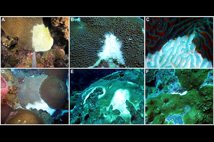 Paper figure showing diseased corals