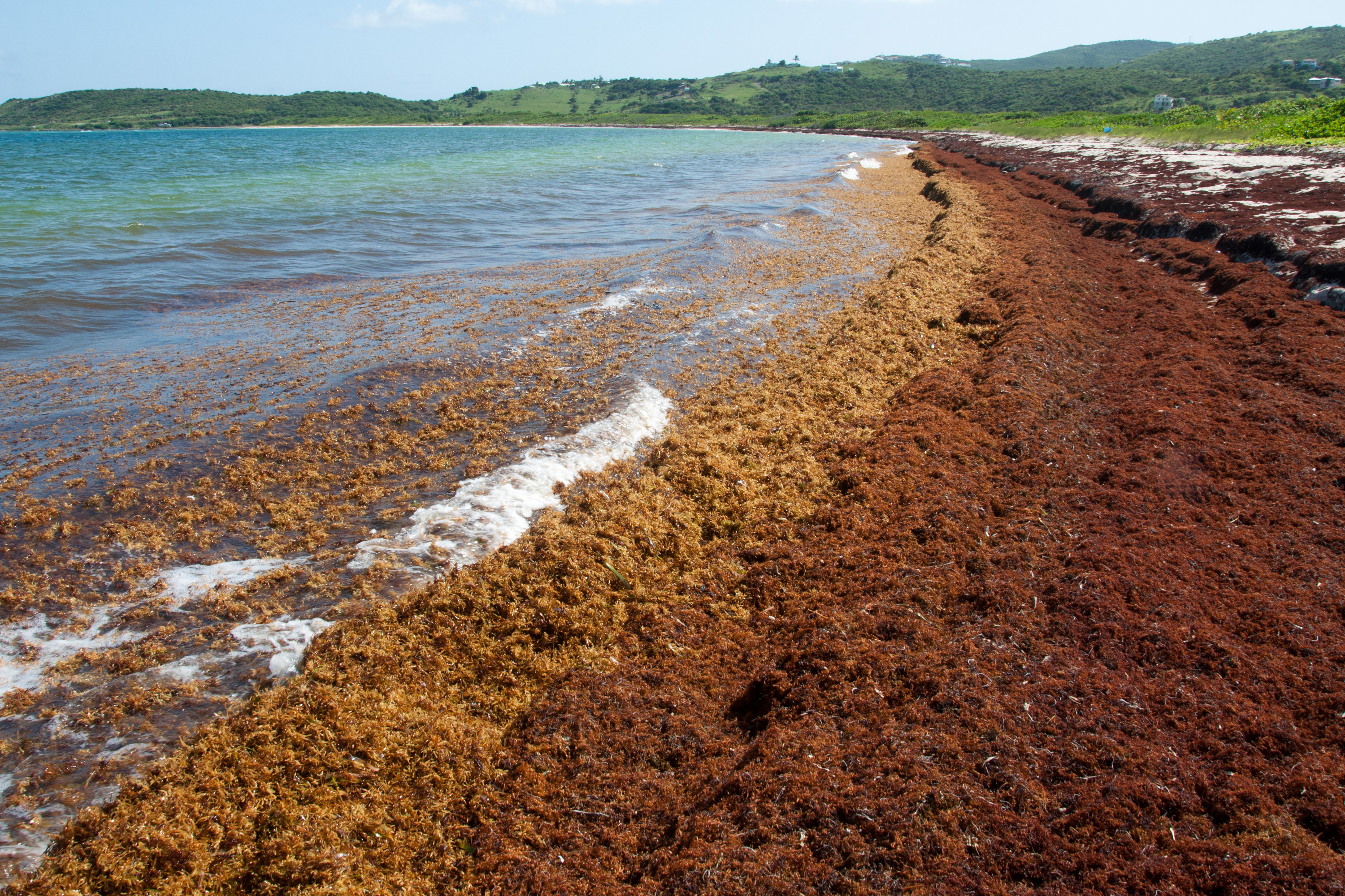 Sargassum piled on the beach