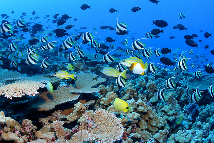 School of fish at coral reef