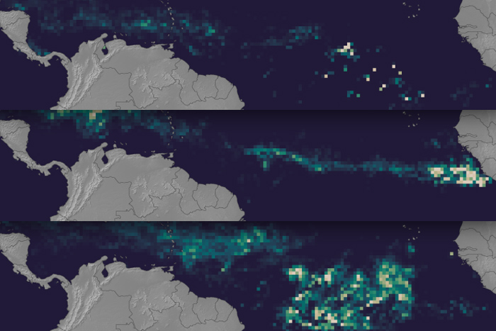 Trio of maps of Sargassum seaweed in the tropical Atlantic