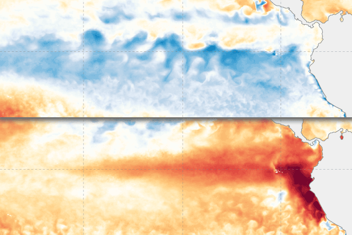 Maps of tropical Pacific showing contrasting cool and warm temperature patterns