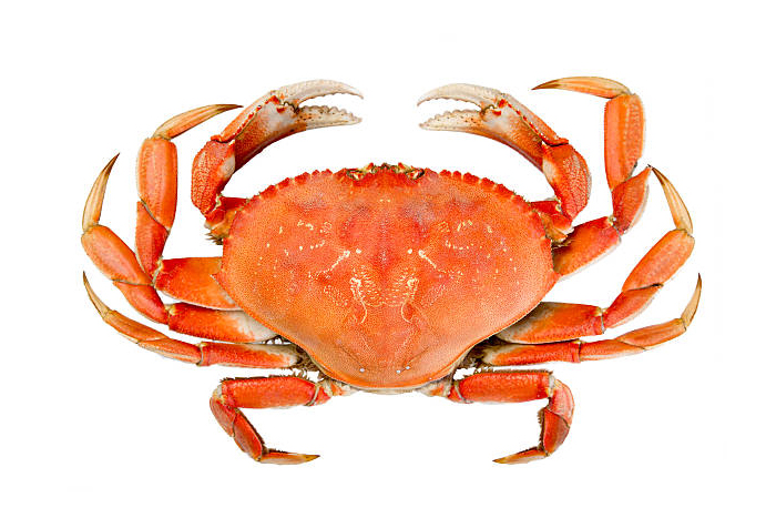 Crab