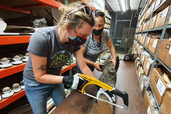 Babs Wortham saws a disk of wood off a log