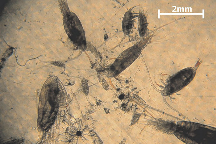 Zooplankton