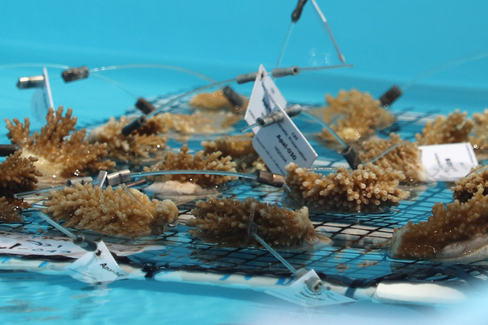 Small corals in holding tank