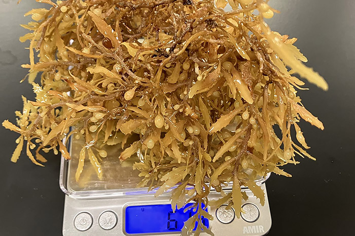 Sagrassum on scale