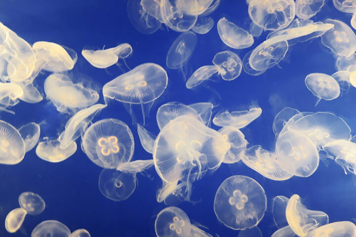 Jellyfish