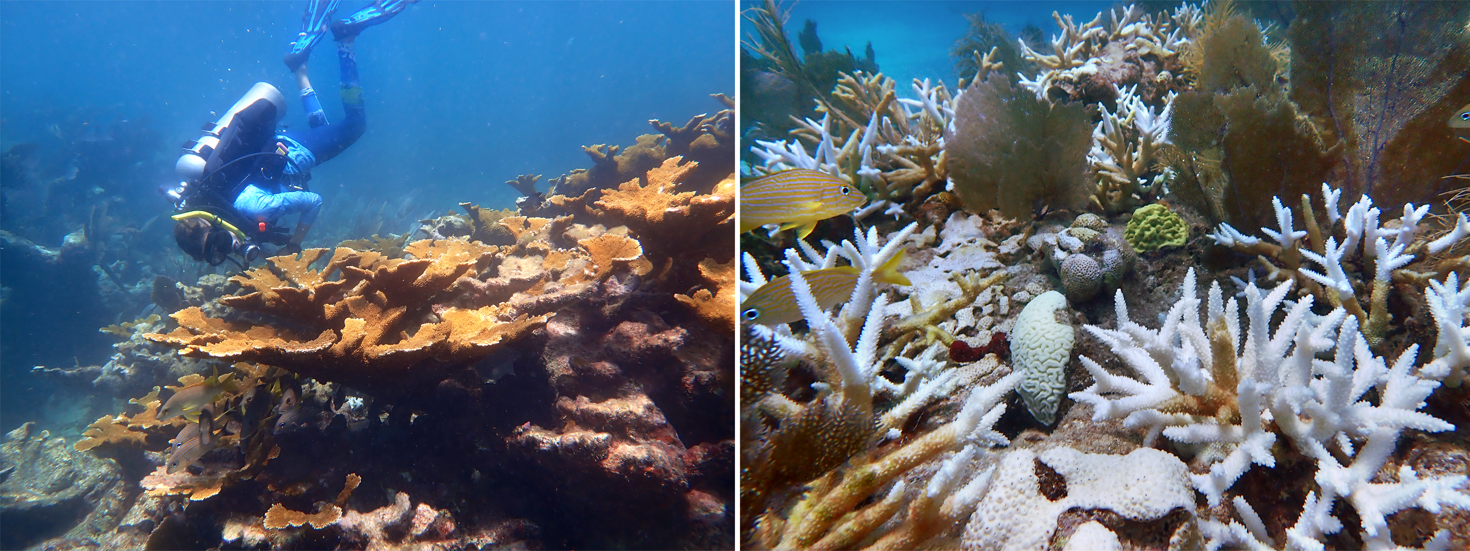 Healthy versus bleached coral