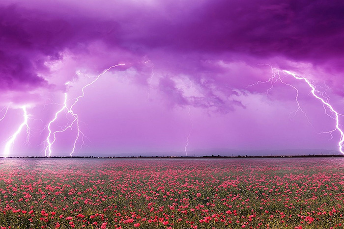 Lightning strike in background, flowers in foreground