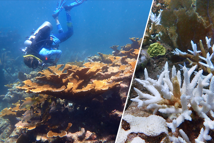 Coral restoration split image rotator 