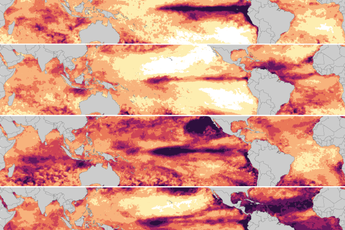 Coral coral bleaching rotator