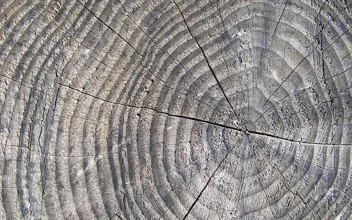 Tree rings photo