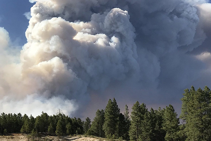 Wildfire plume over forest