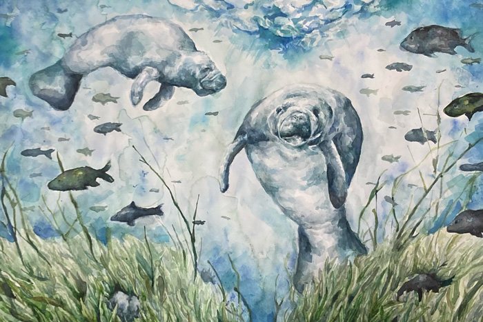 two manatees swimming above a sea grass bed