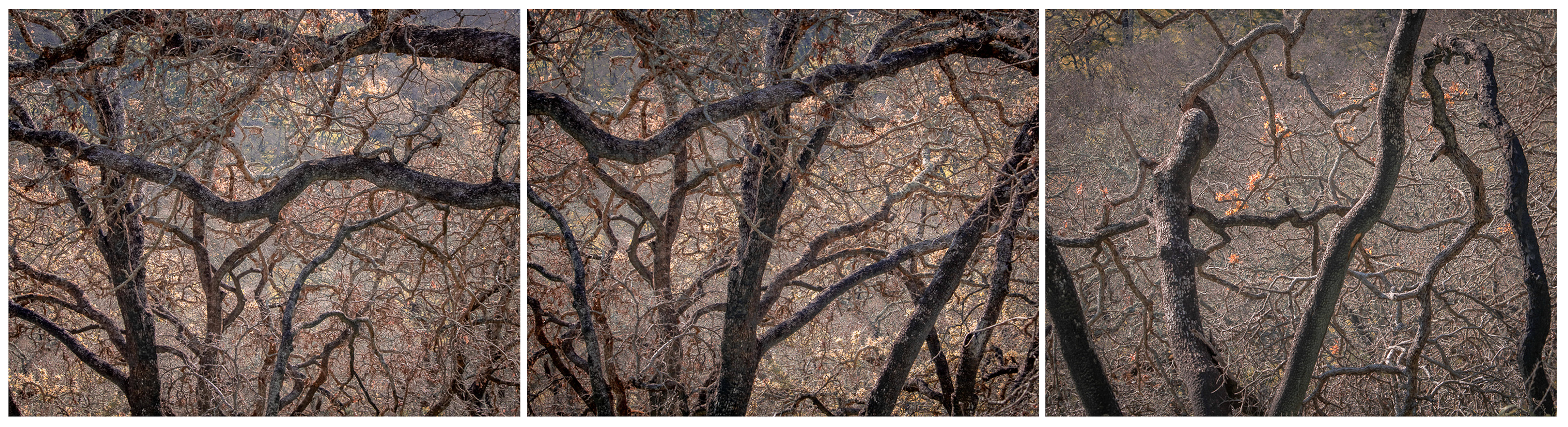 'Oak Forest, Eighteen Months After the Fire' from the Art x Climate Gallery