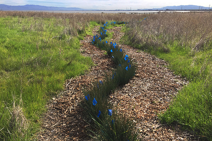 Photo of art installation showing land division with small blue flags