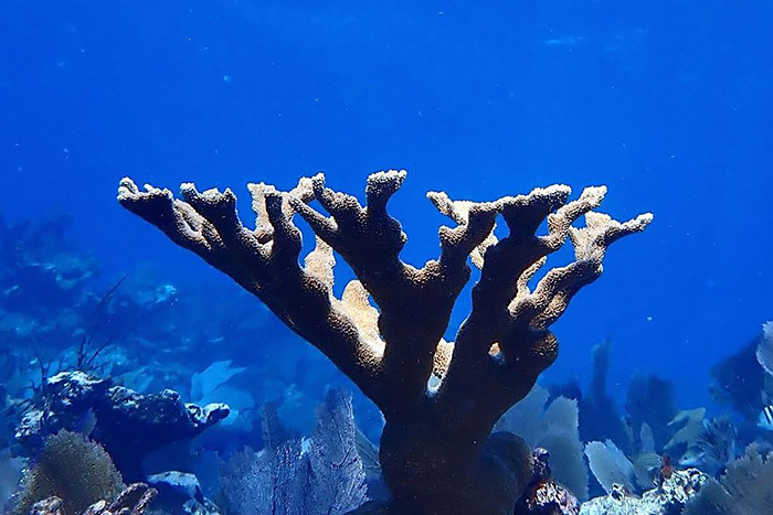 Underwater photo of Elkhorn coral