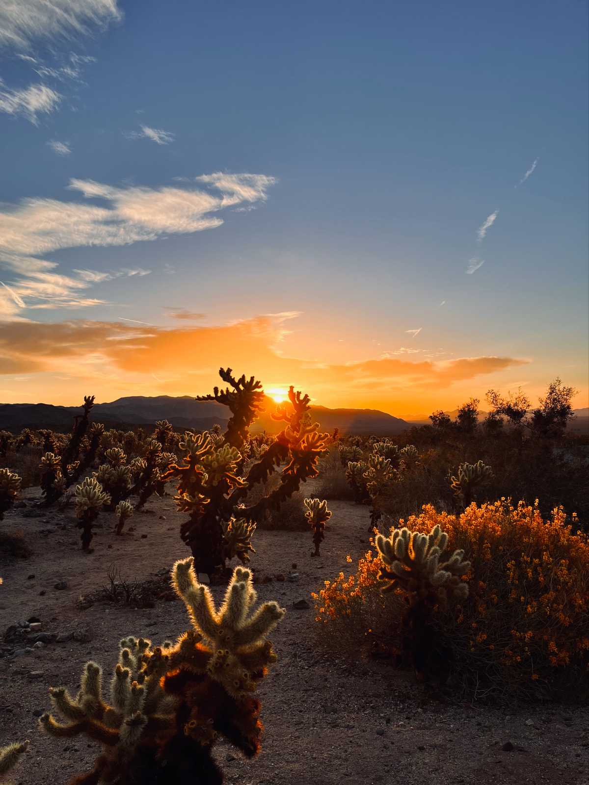 'Sunrise over Cholla' from the Art x Climate Gallery