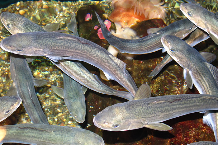 Group of sablefish