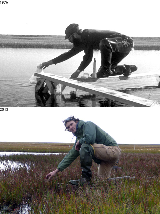 With warming, plants are swallowing ponds in Alaskan Arctic