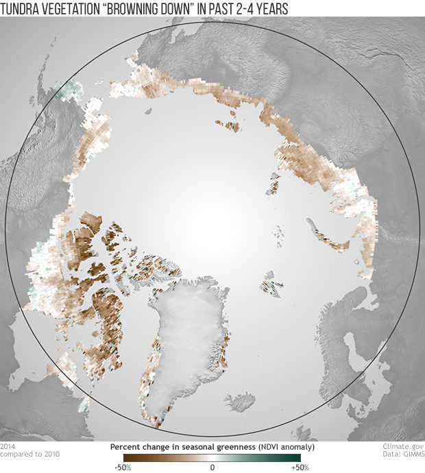 Arctic tundra “browning down” over past few years