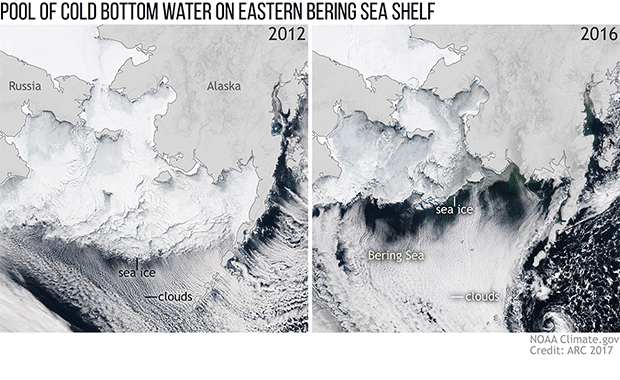 2017 Arctic Report Card: Warm summers challenge Bering Sea pollock
