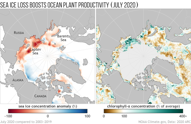 Sea ice withers while phytoplankton blooms in the Arctic