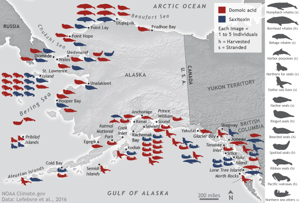 2018 Arctic Report Card: Red tides and other toxic species expanding across the Arctic, increasing risks to marine mammals and humans