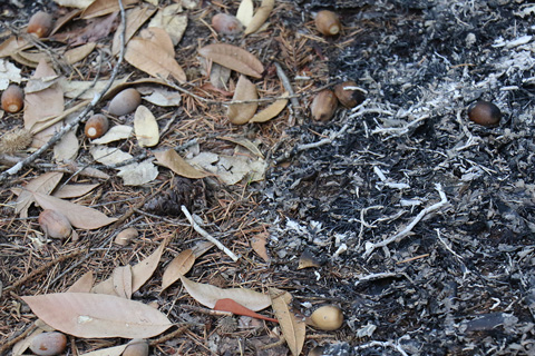 CLose up photo of partially burned forest floor with dead leaves and acorns
