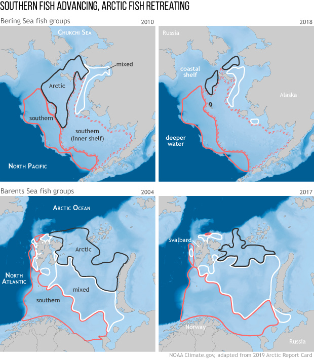 2019 Arctic Report Card: At gateways to the Arctic, northern fish are retreating