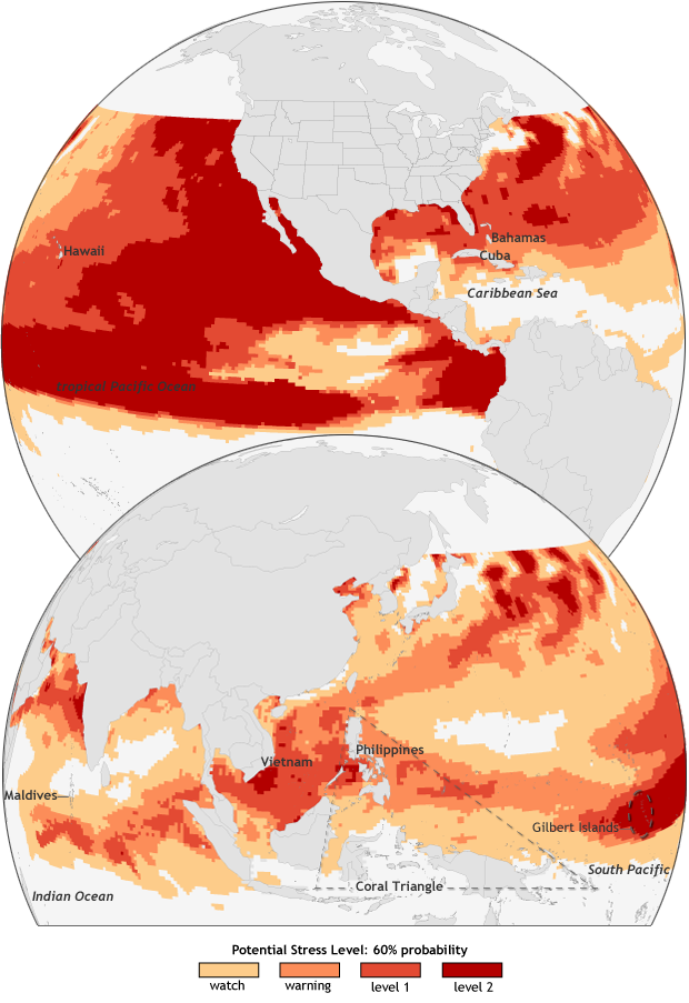 El Niño revs up coral bleaching threat in the Caribbean