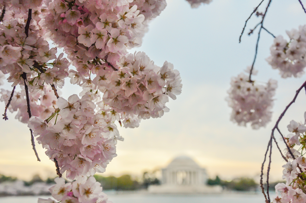 Warm winter could mean early bloom for DC’s cherry blossoms